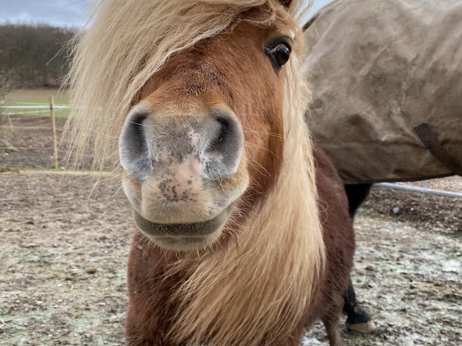 Pony